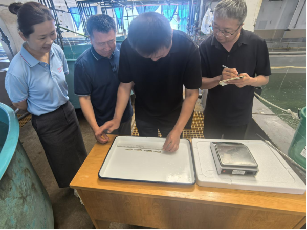 中国水产科学研究院北戴河中心实验站实现小黄鱼本地规?；缰址庇? width=